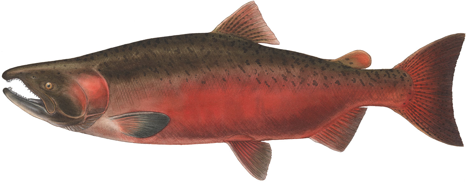 Salmon Chinook Male