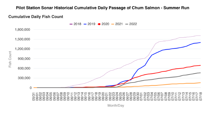 Chum Salmon Summer Run