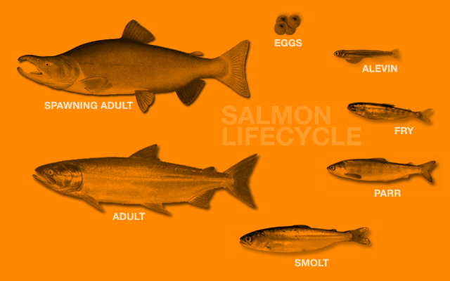 Salmon Lifecycle