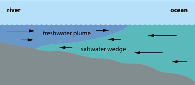 Salt Front Formation