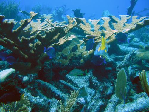Oceans